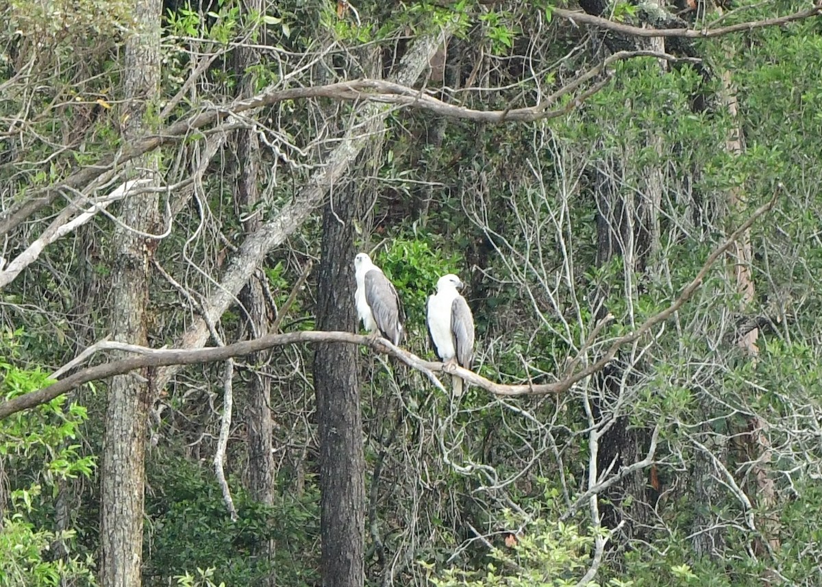 White-bellied Sea-Eagle - Andy Gee