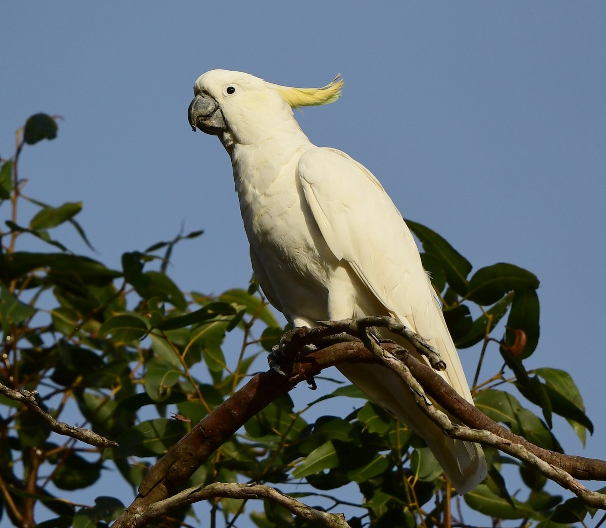 Sulphur-crested Cockatoo - ML292017261