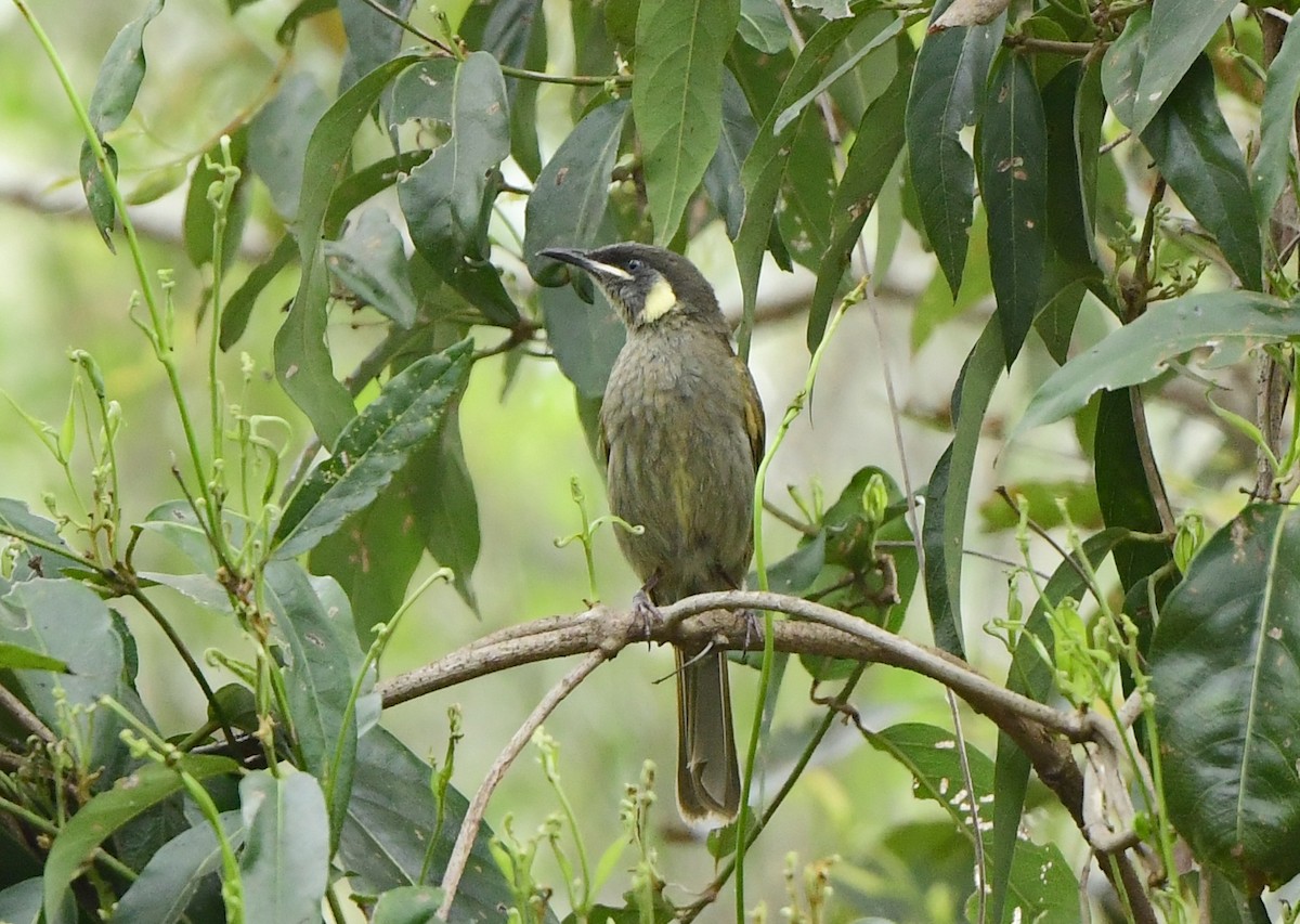 Lewin's Honeyeater - ML292017571