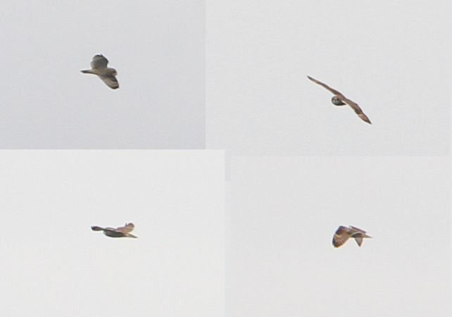 Short-eared Owl (Northern) - ML29201761