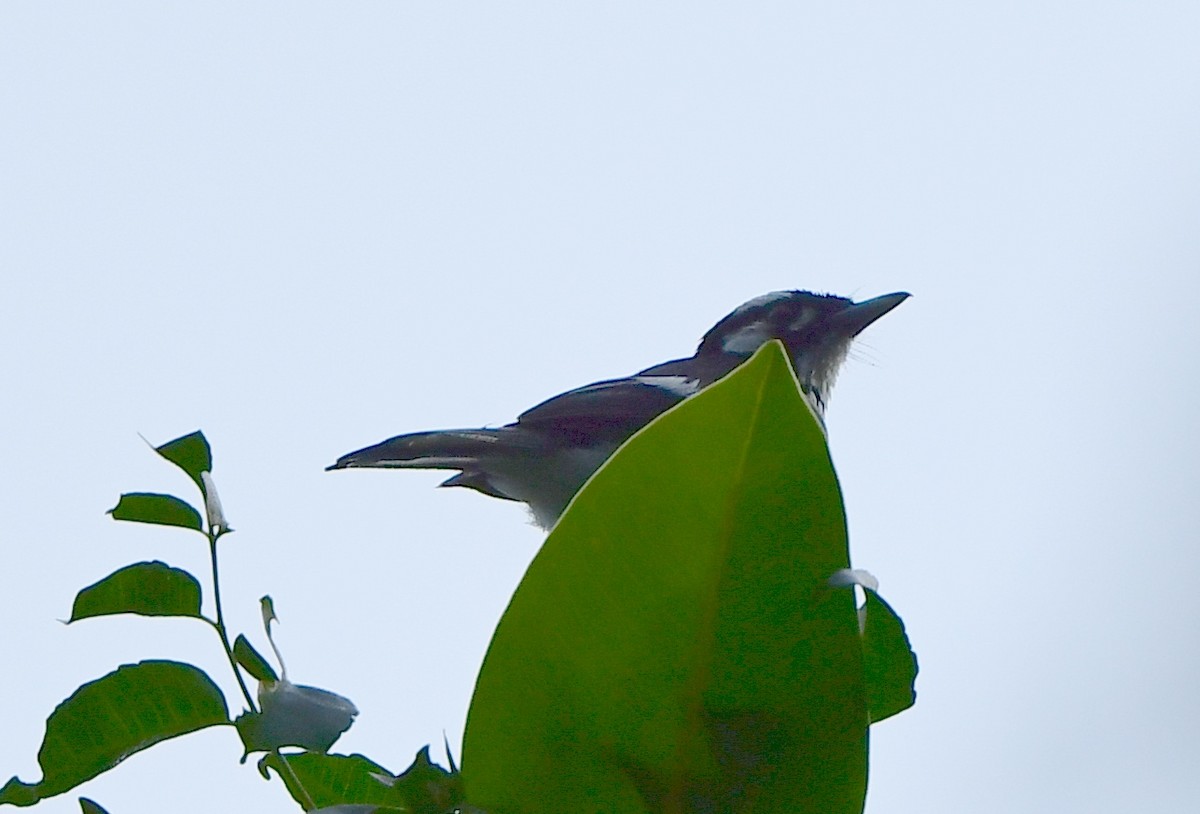 White-eared Monarch - ML292017731