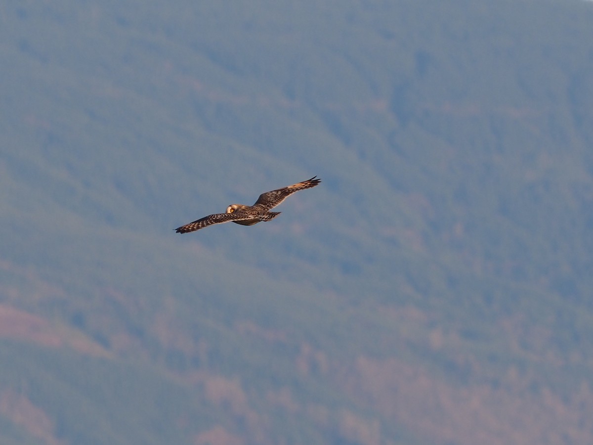 Short-eared Owl - ML292018211