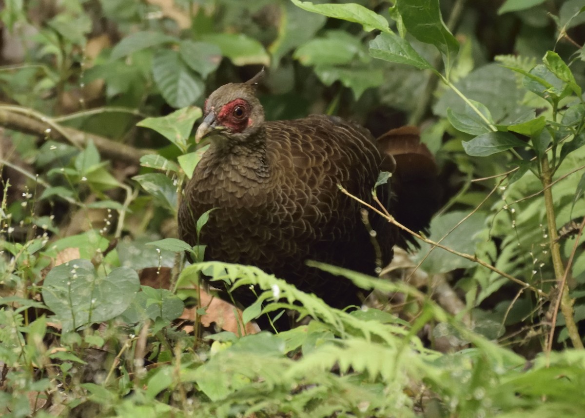 Kalij Pheasant - MAYANK NAMDEO