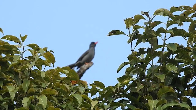 Square-tailed Bulbul - ML292019781