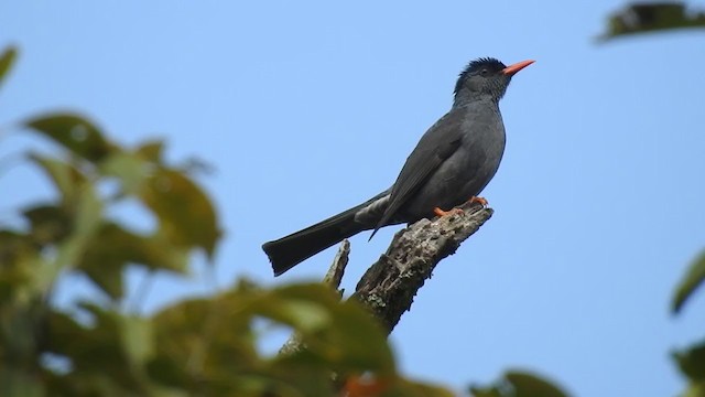 Square-tailed Bulbul - ML292019811