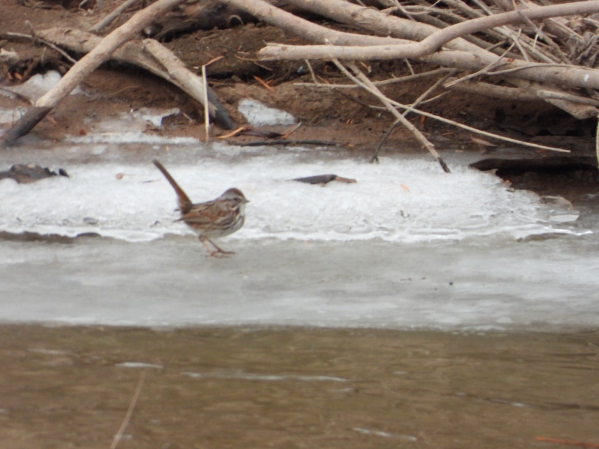 Song Sparrow - ML292020651