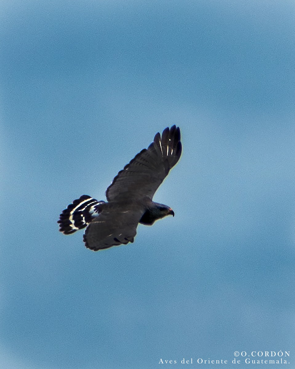 Gray Hawk - Oscar  Cordón