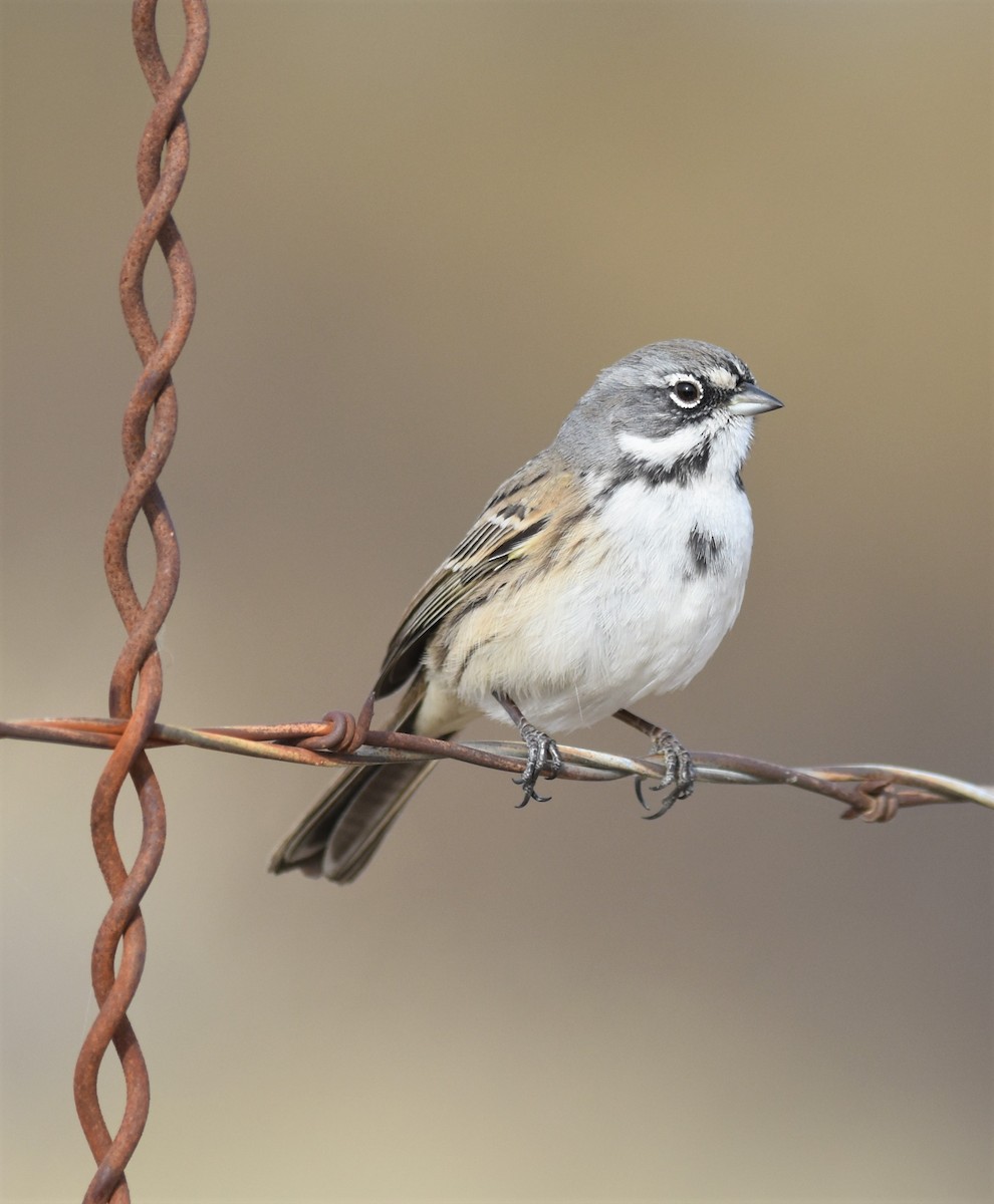 Bell's Sparrow (canescens) - ML292022541