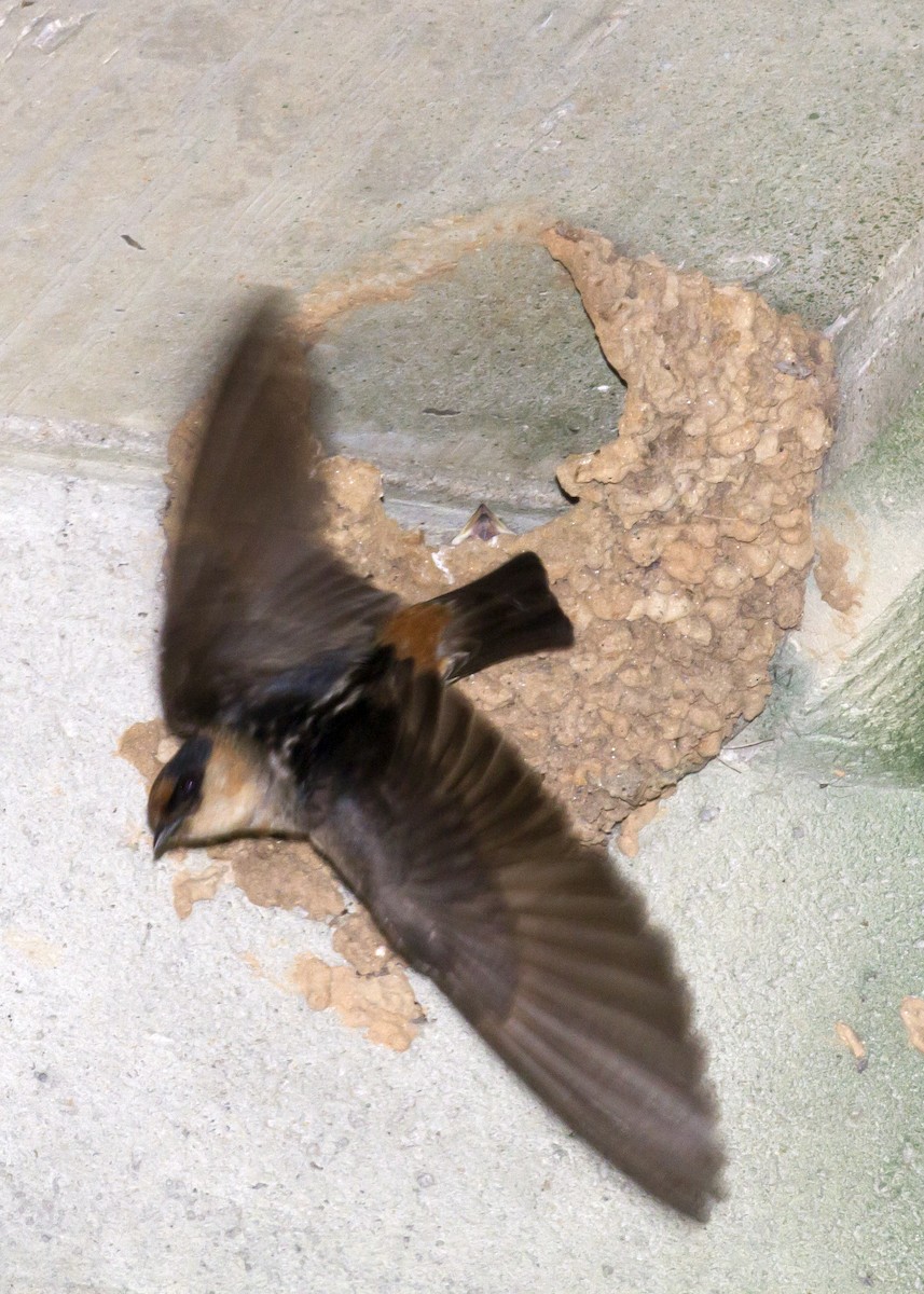 Cave Swallow - ML29202321