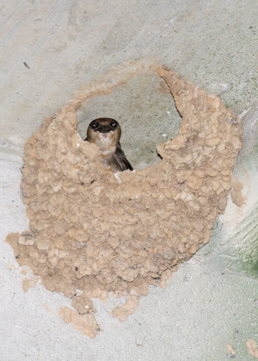 Cave Swallow - ML29202331