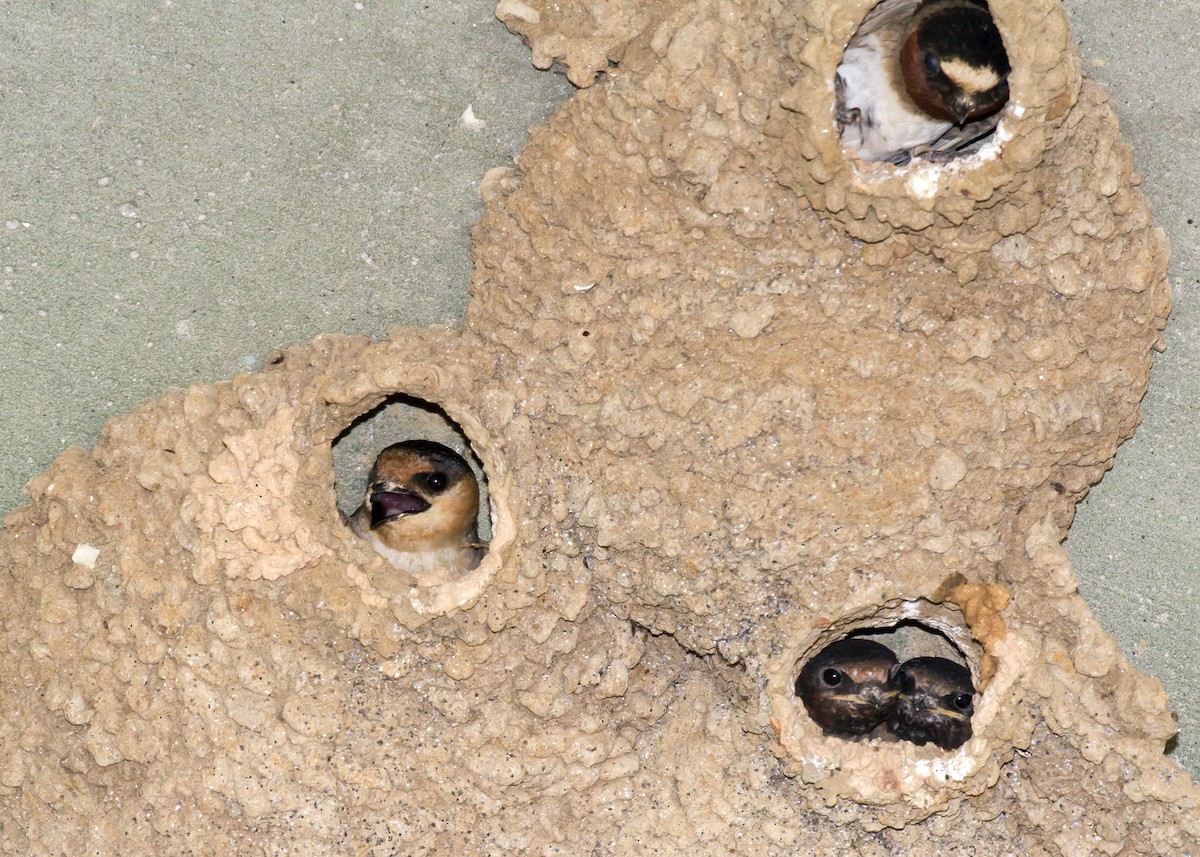 Cave Swallow - ML29202451
