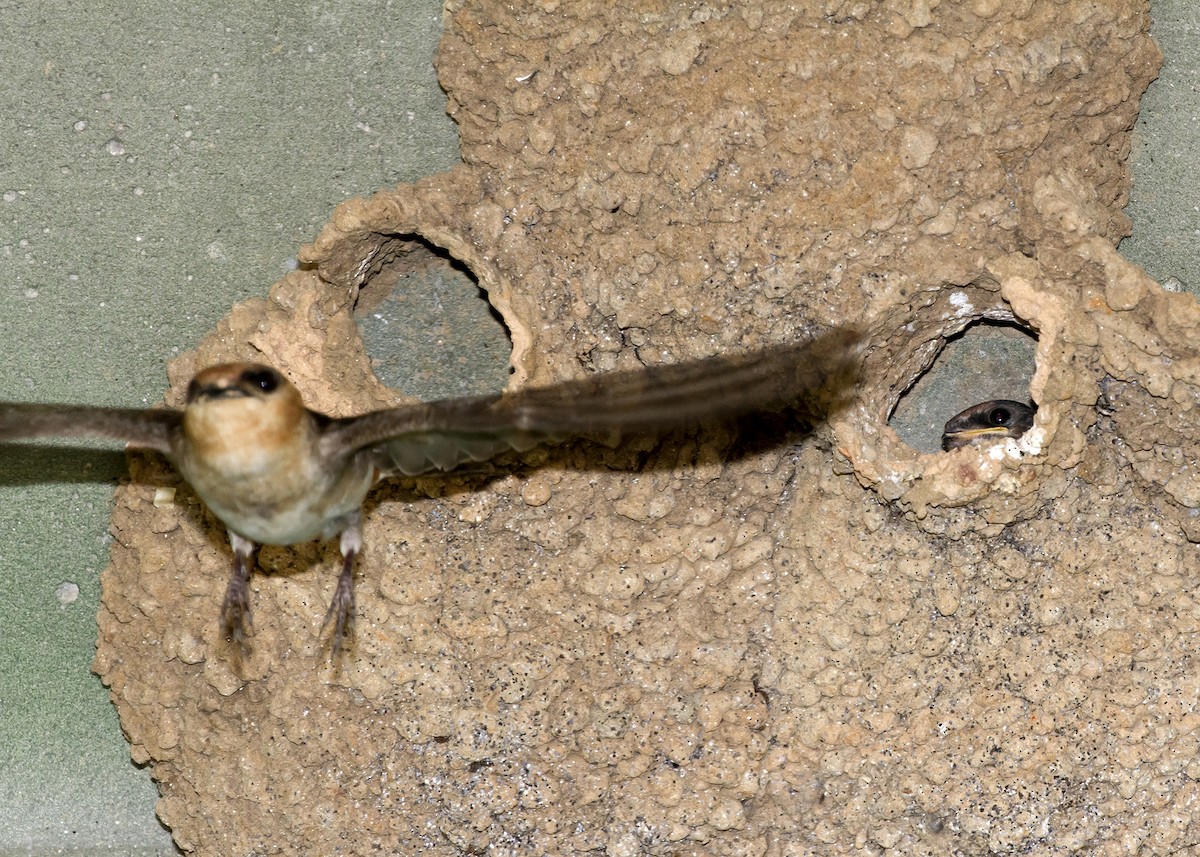 Cave Swallow - ML29202461