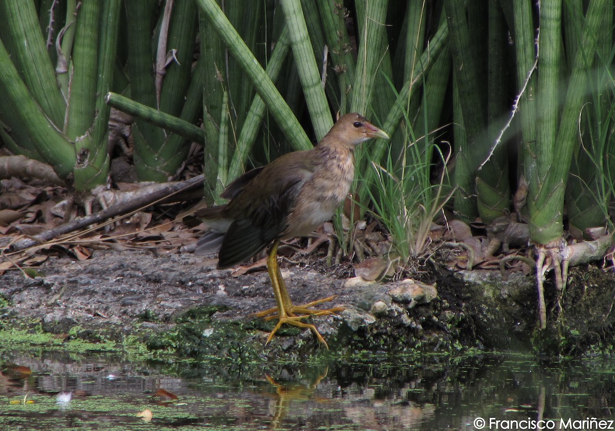 Purple Gallinule - ML29202501