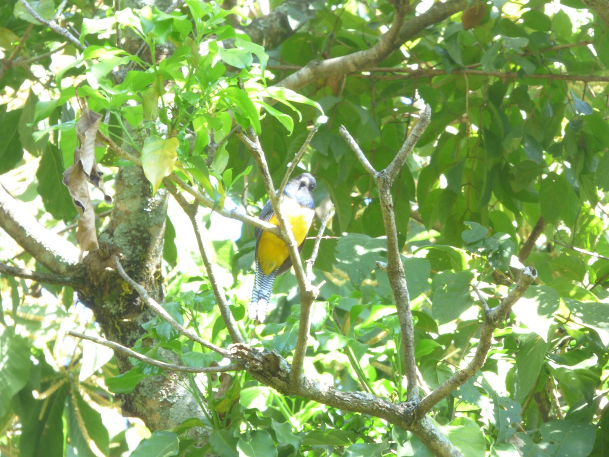 trogon podvazkový - ML292025211