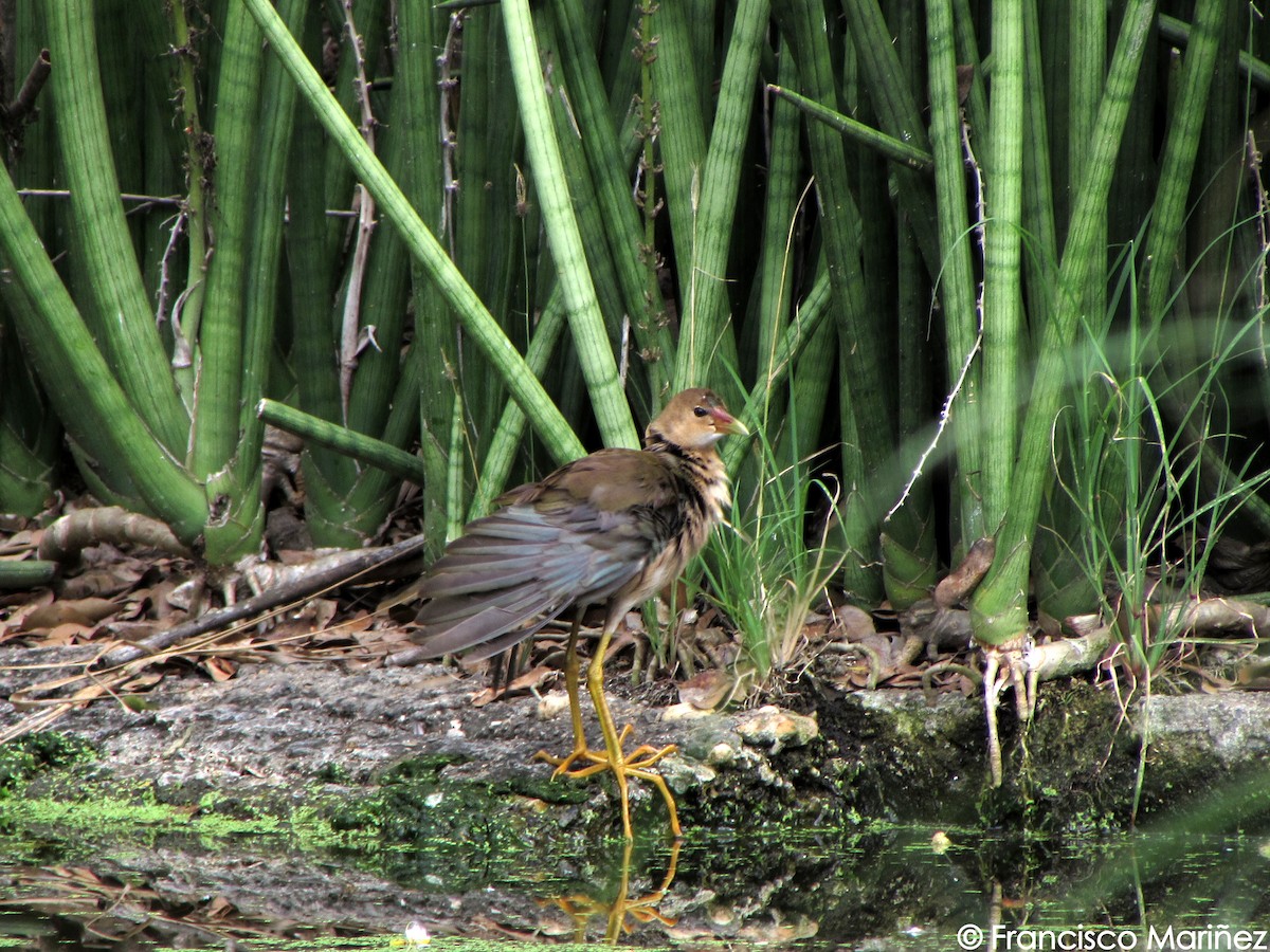 Purple Gallinule - ML29202551