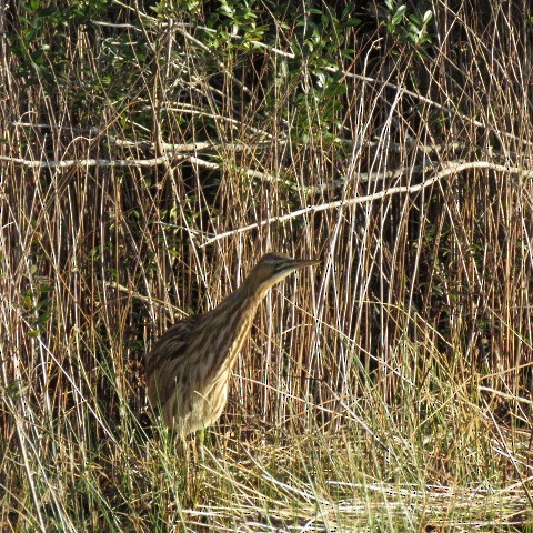 American Bittern - ML292026041