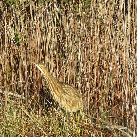 American Bittern - ML292026151