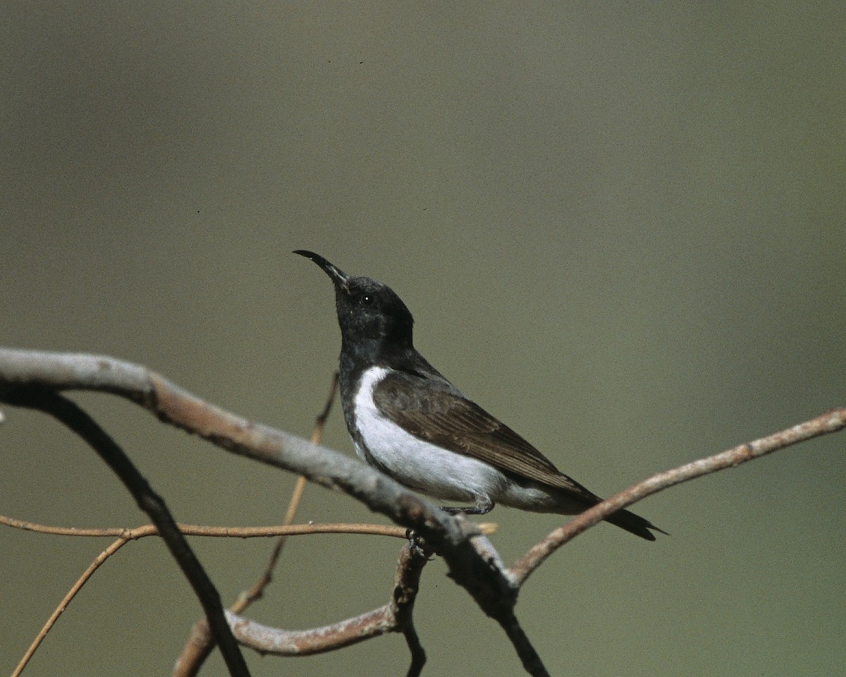 Black Honeyeater - ML292026721