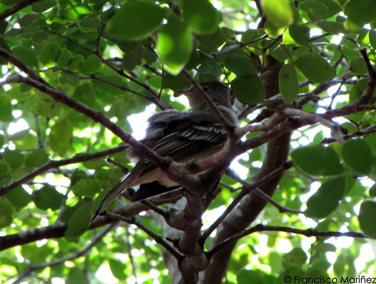 Yellow-bellied Elaenia - ML29202921