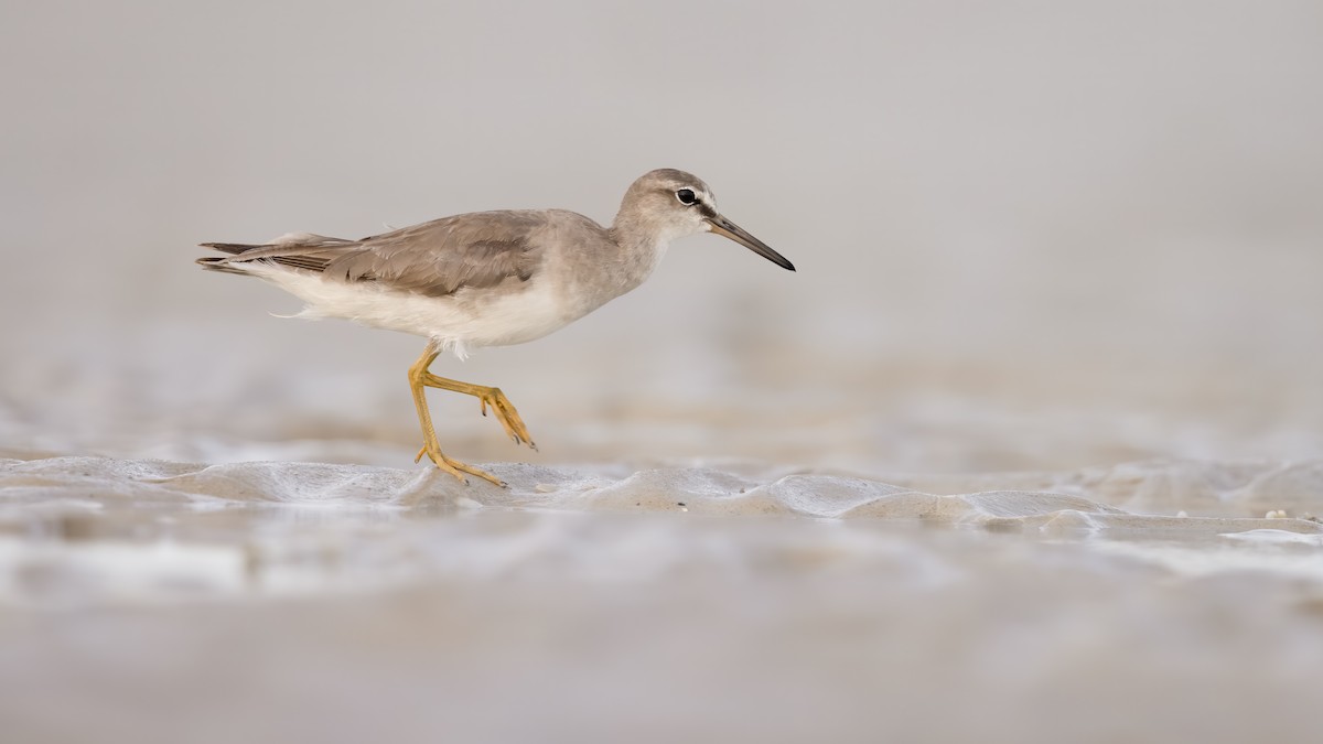 Gray-tailed Tattler - ML292029241