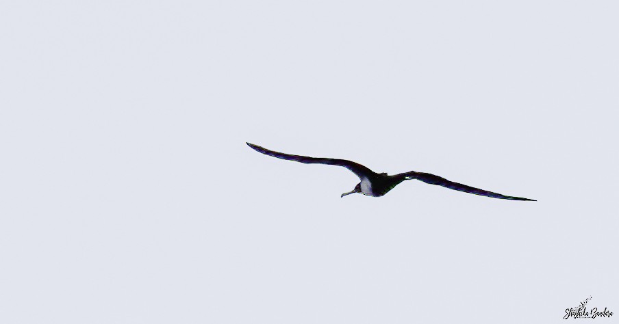 Lesser Frigatebird - Shashika Bandara