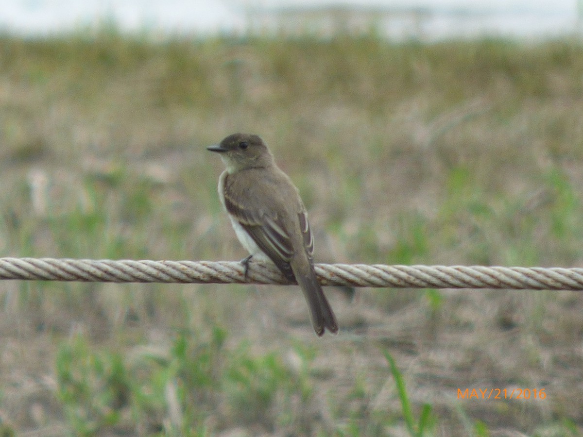 Eastern Phoebe - ML29203201