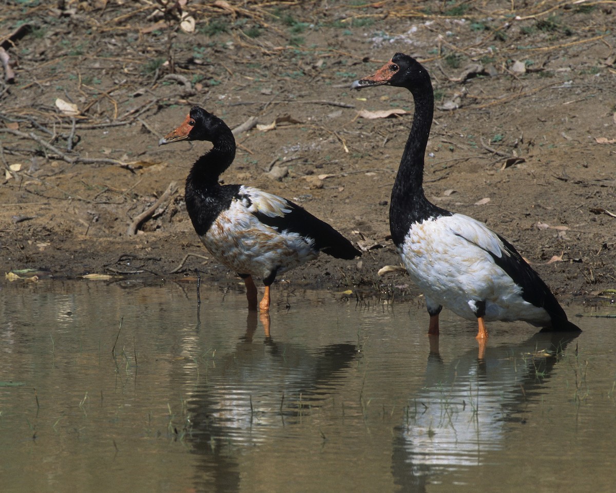 Magpie Goose - Bruce Robinson