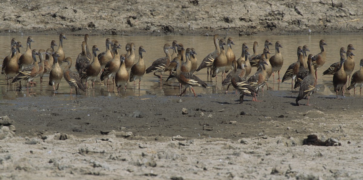 Plumed Whistling-Duck - ML292033061