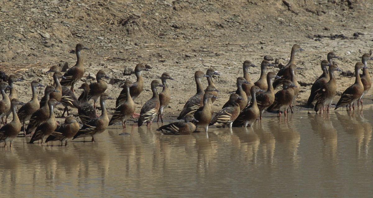 Plumed Whistling-Duck - ML292033171