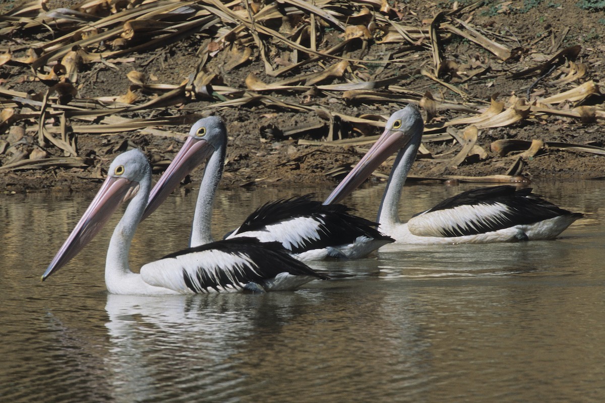 Australian Pelican - Bruce Robinson