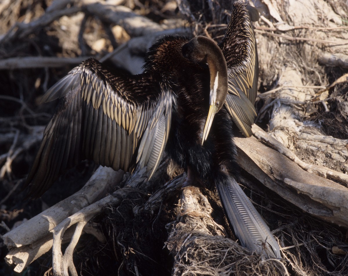 Australasian Darter - ML292034001