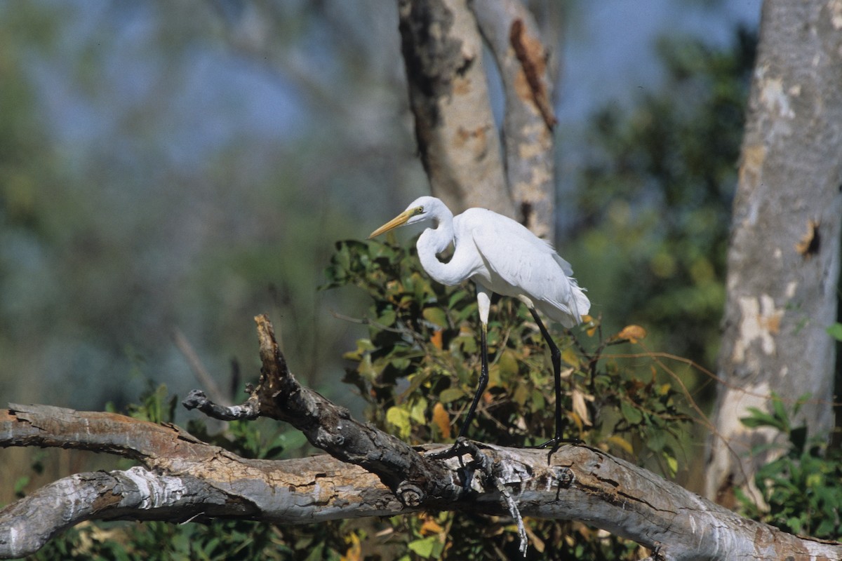 Great Egret - ML292034741