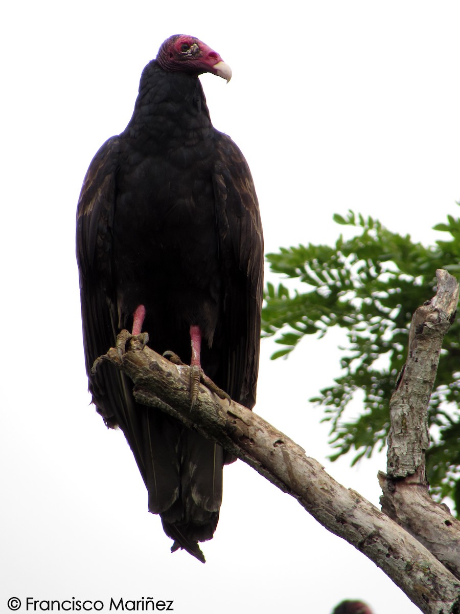 Turkey Vulture - ML29203481