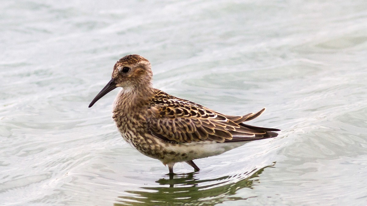 Dunlin - Rodney Baker