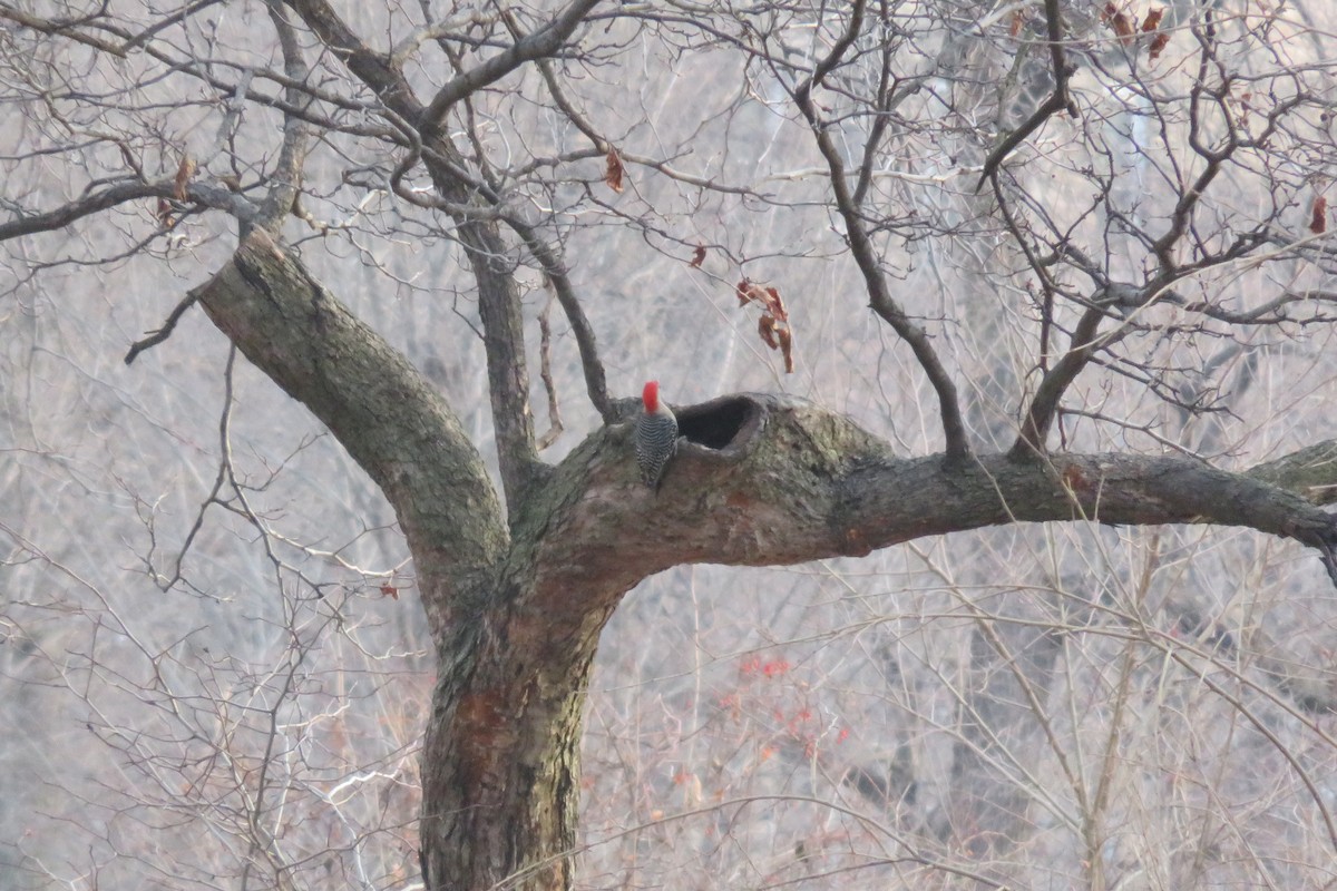 Red-bellied Woodpecker - ML292036391