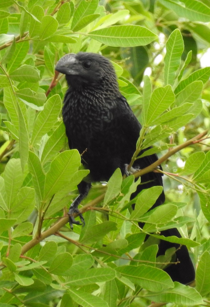 Smooth-billed Ani - Erika Gates