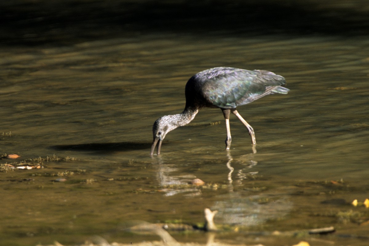 ibis hnědý - ML292038261