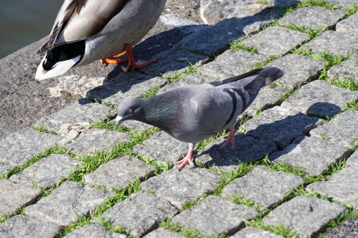 Rock Pigeon (Feral Pigeon) - Doreen LePage