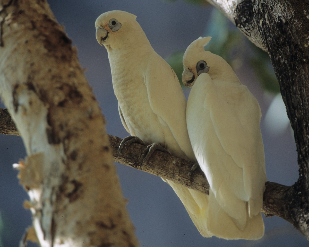 Little Corella - ML292039581