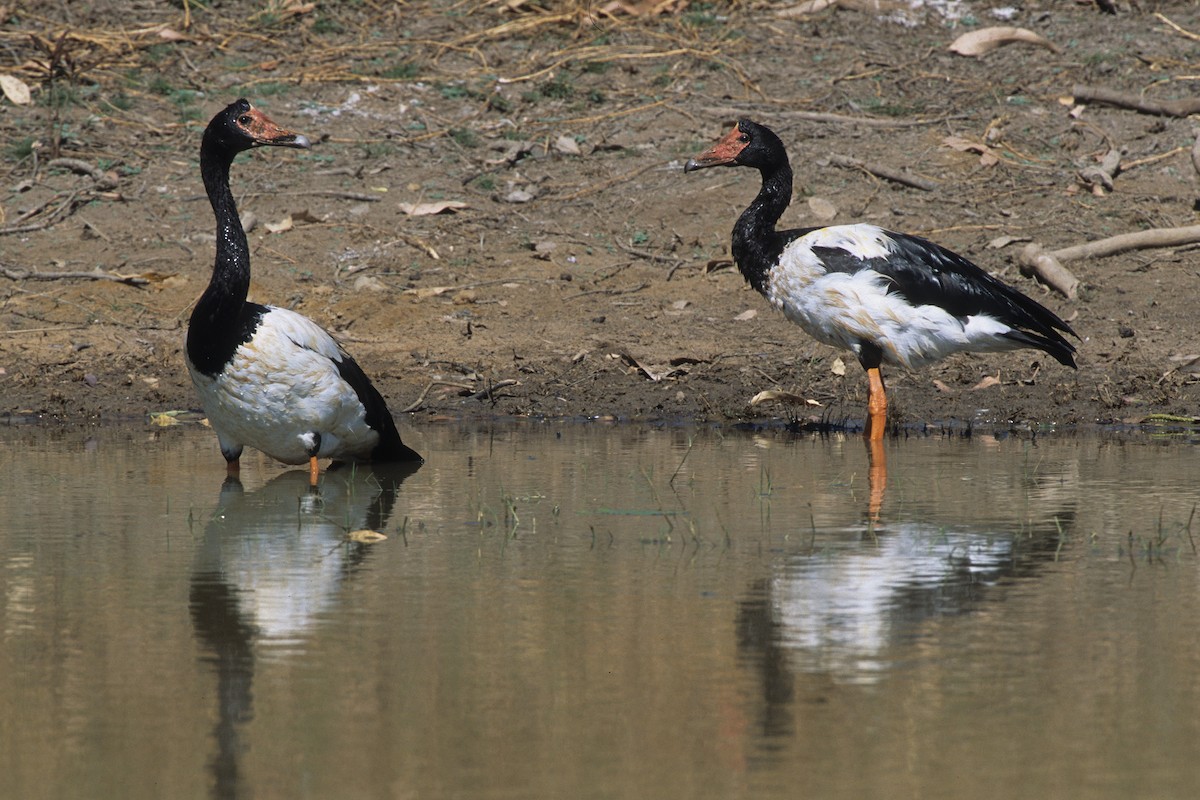 Magpie Goose - ML292039821