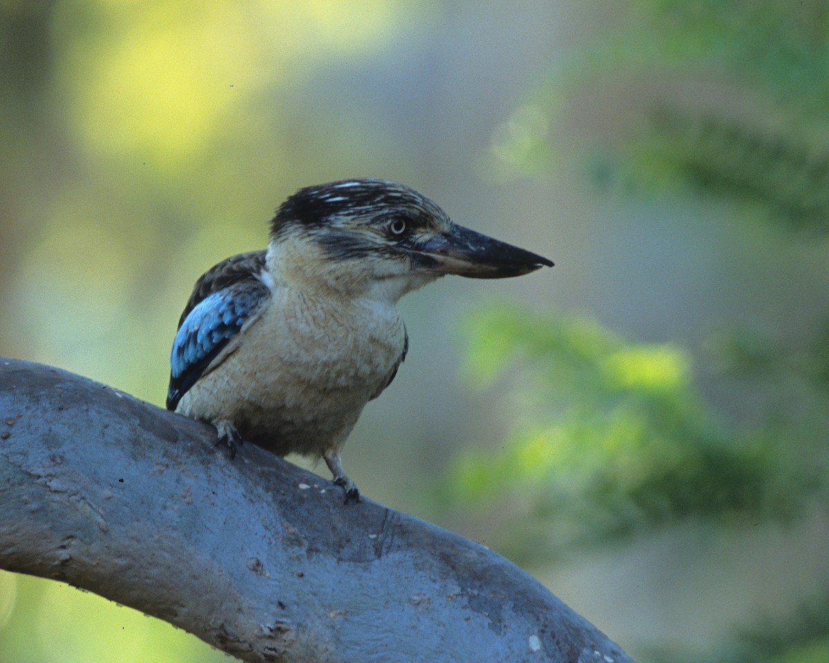 Blue-winged Kookaburra - ML292040021