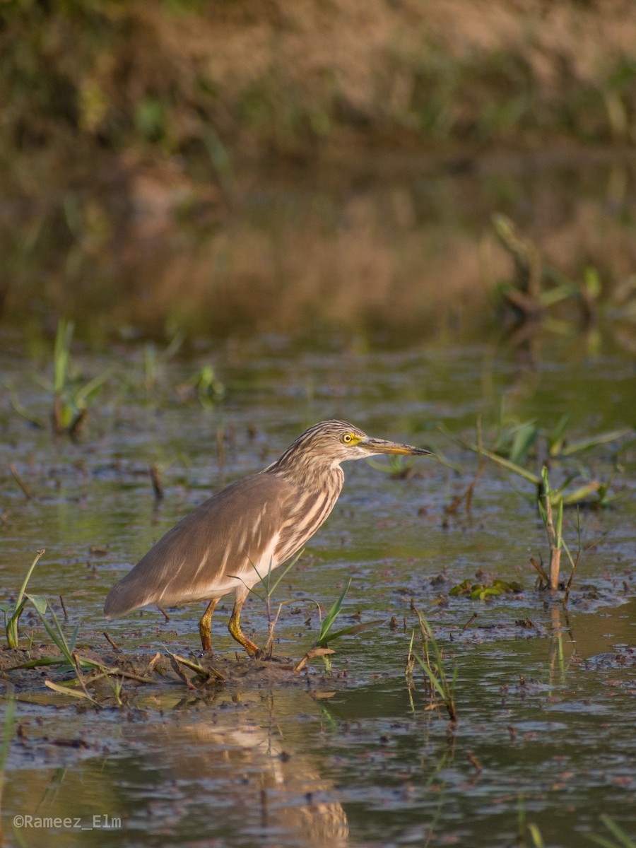 Indian Pond-Heron - ML292040181