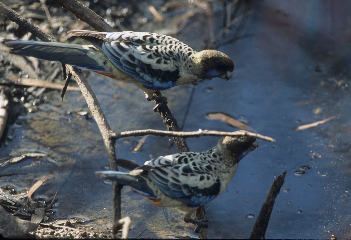 Northern Rosella - ML292040401