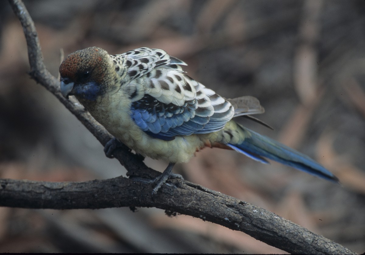 Northern Rosella - ML292040611