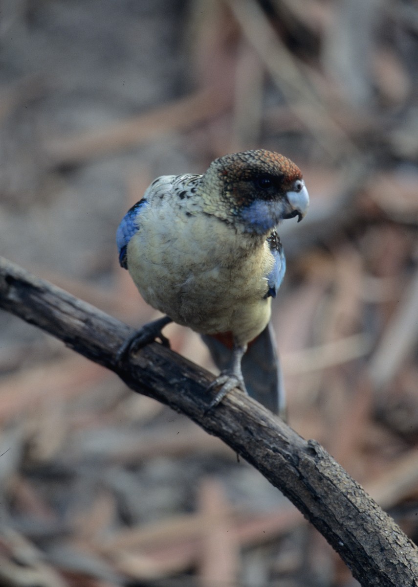 Northern Rosella - ML292040671