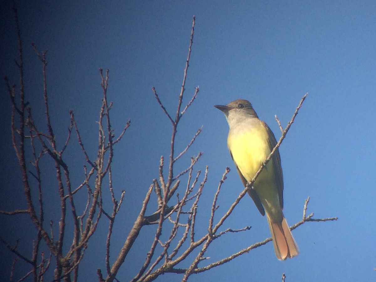 Great Crested Flycatcher - ML29204071