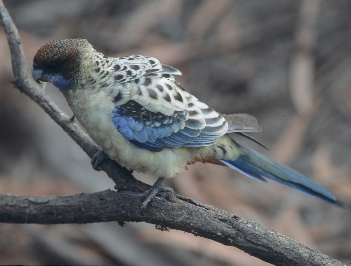 Northern Rosella - Bruce Robinson