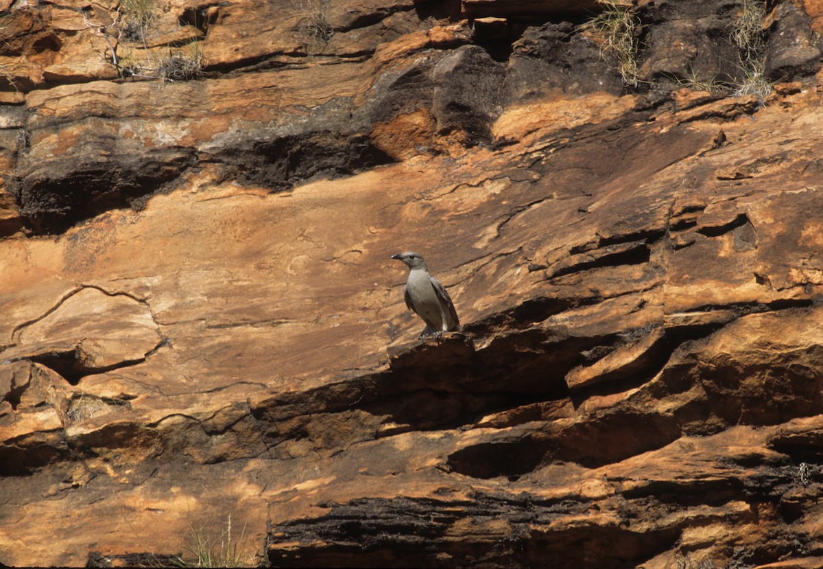 Great Bowerbird - ML292040921