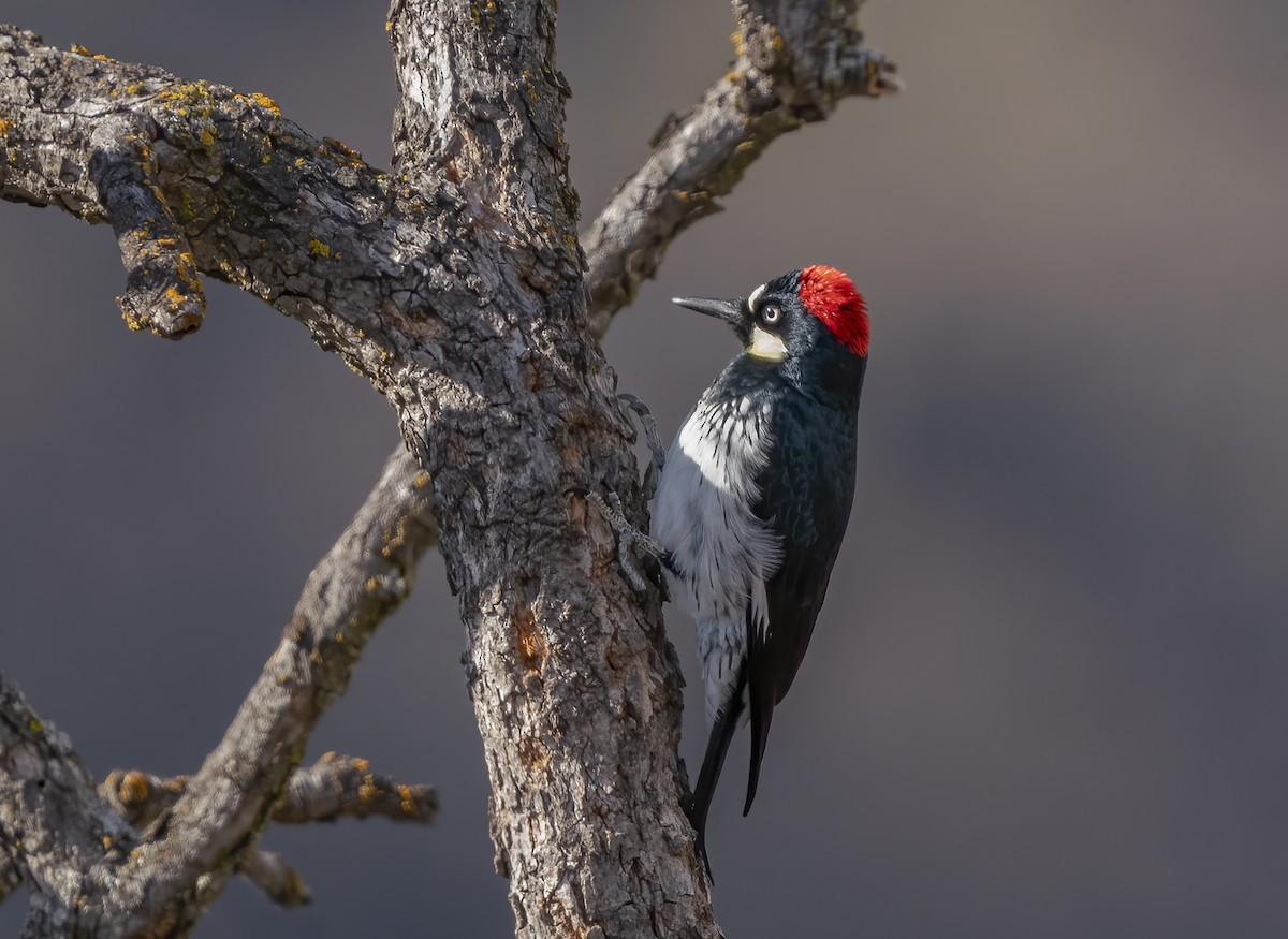 Acorn Woodpecker - Jerry Ting