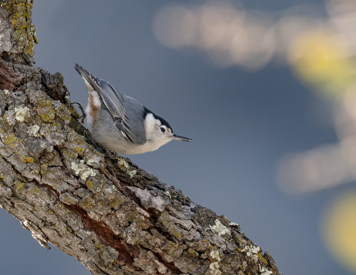 White-breasted Nuthatch - Jerry Ting